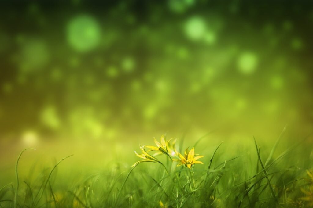 nature, flower background, herb-8970715.jpg